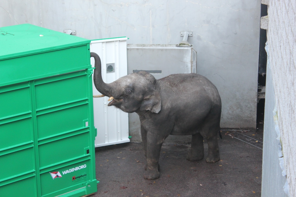 olifant in speciale transportcontainer